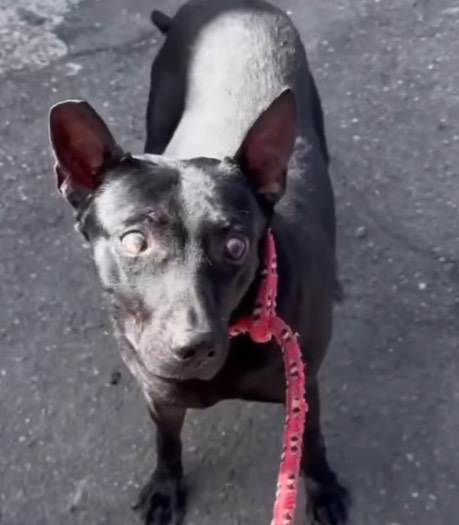 新北市待認養狗 混種犬