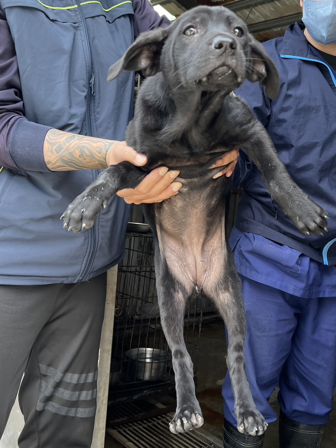 彰化縣待認養狗 混種犬