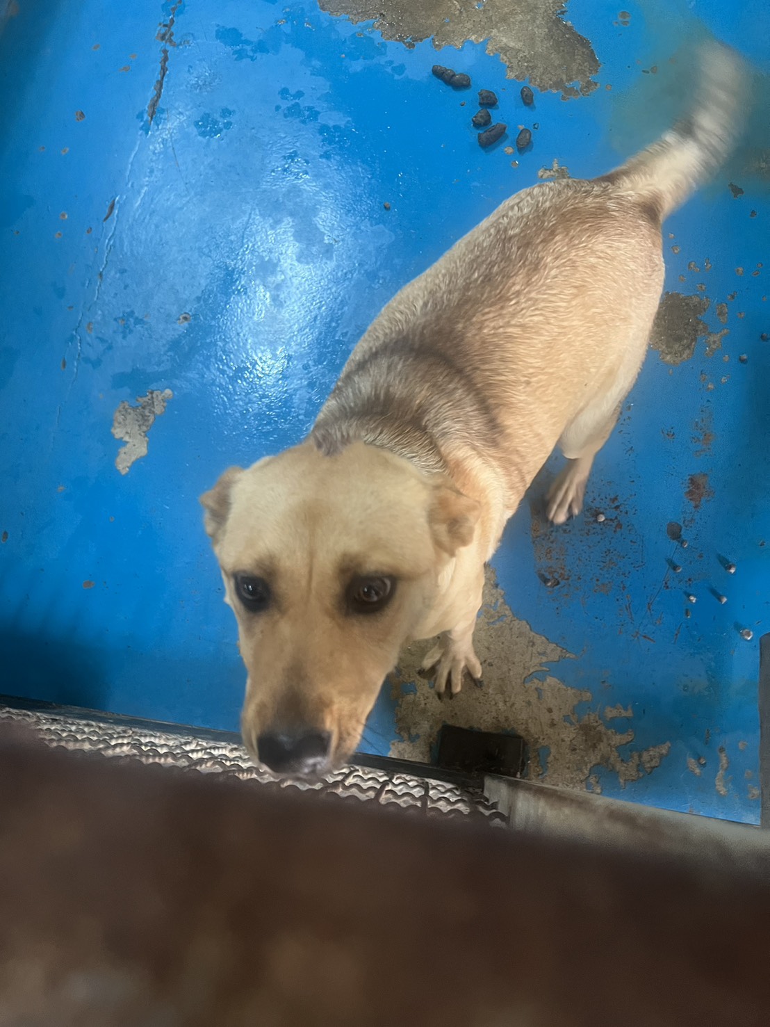 苗栗縣待認養狗 混種犬