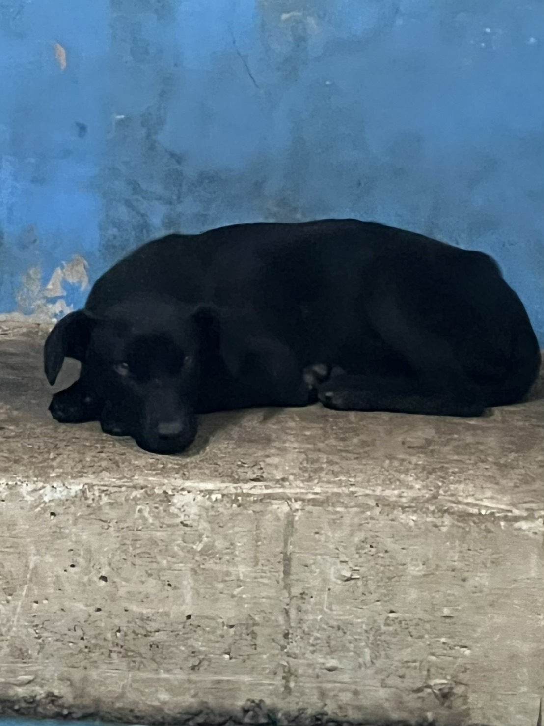 苗栗縣待認養狗 混種犬