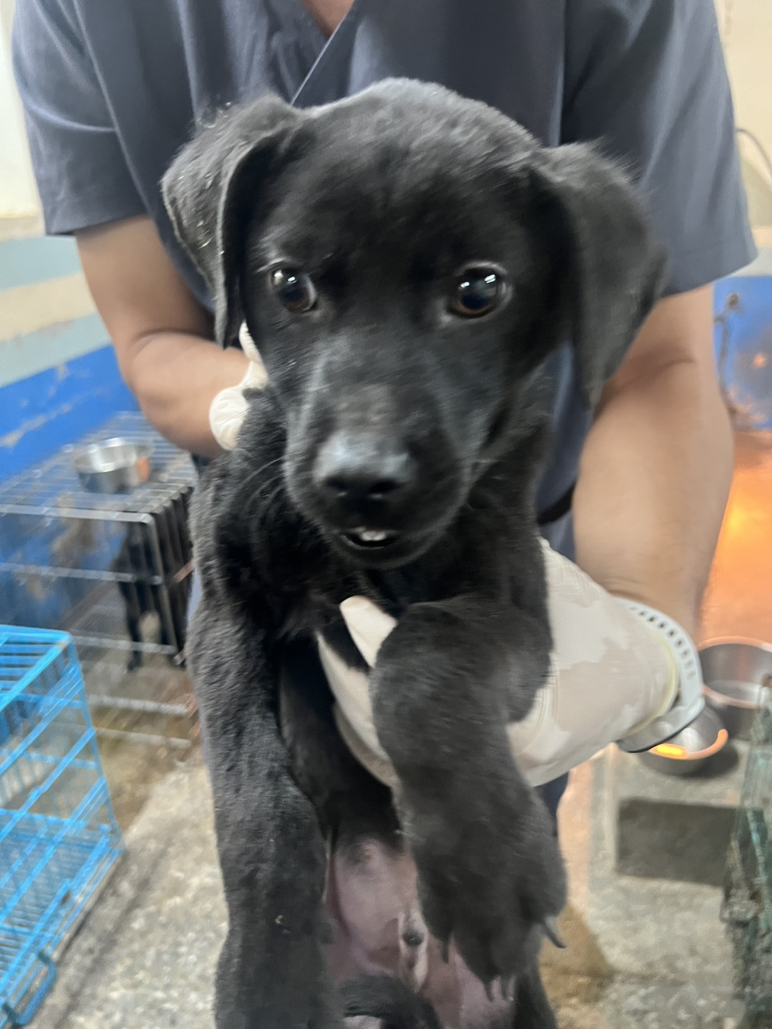 苗栗縣待認養狗 混種犬