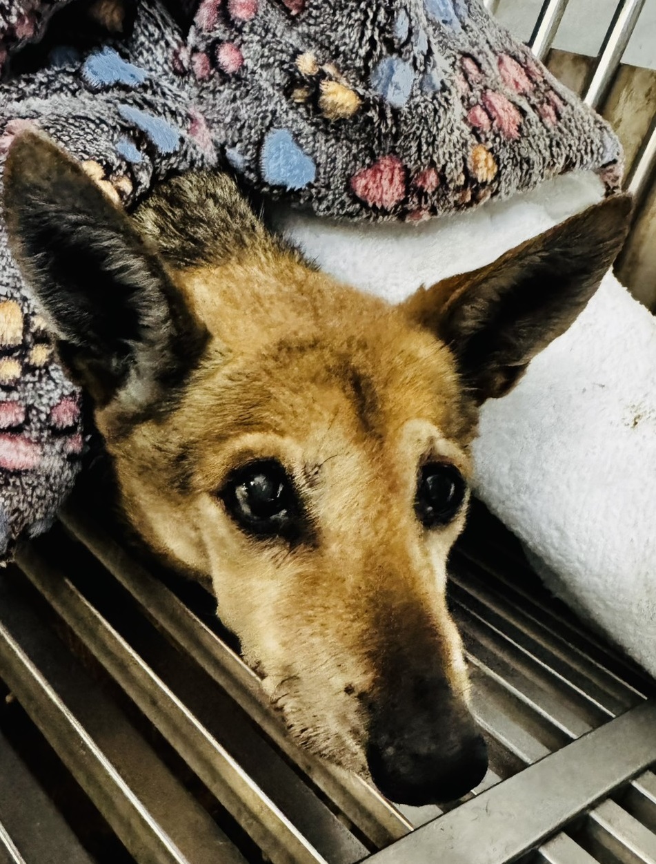 新北市待認養狗 混種犬