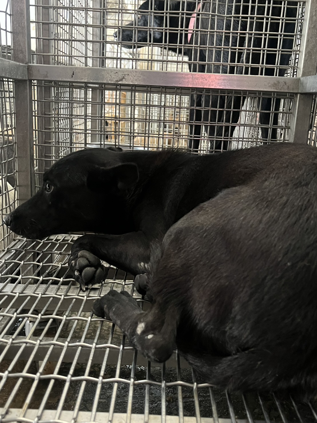 台南市待認養狗 混種犬