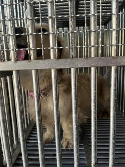 台南市待認養狗｜法國鬥牛犬｜黃色｜母