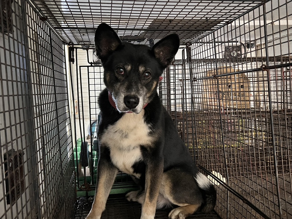 桃園市待認養狗 混種犬