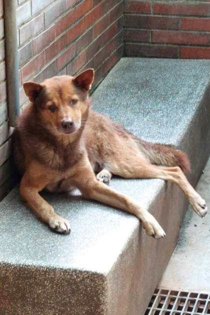 宜蘭縣待認養狗｜混種犬｜黃色｜公