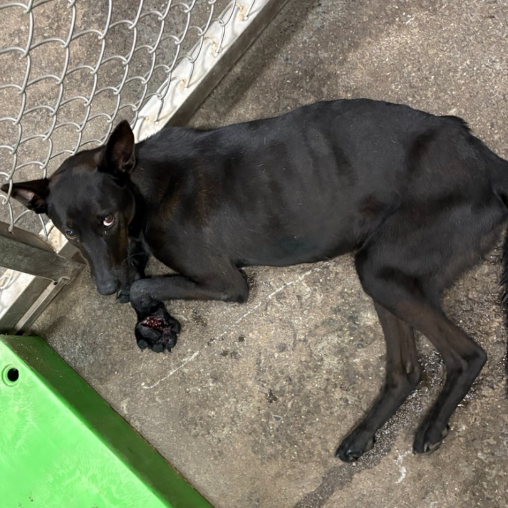 台東縣待認養狗 混種犬