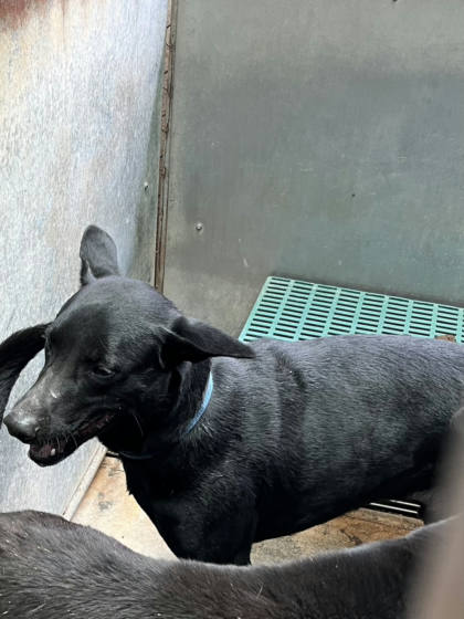 彰化縣待認養狗｜混種犬｜黑色｜公