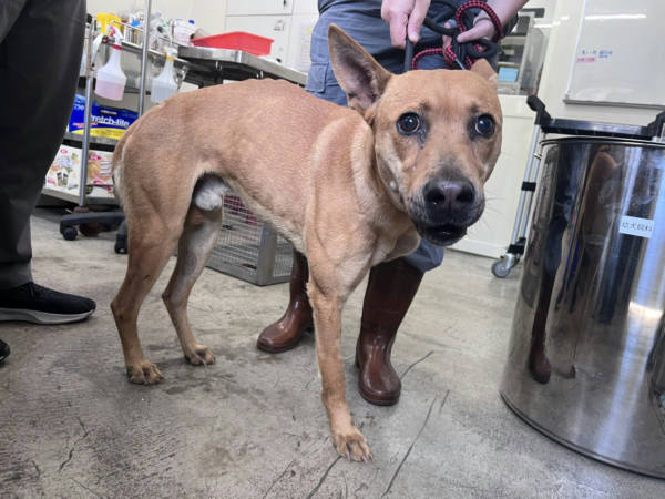 台北市待認養狗 混種犬