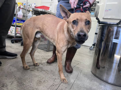 台北市待認養狗｜混種犬｜黃色｜公