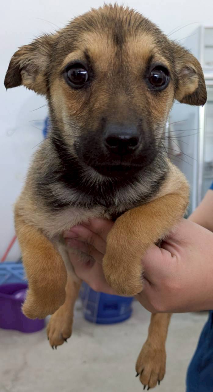 花蓮縣待認養狗 混種犬