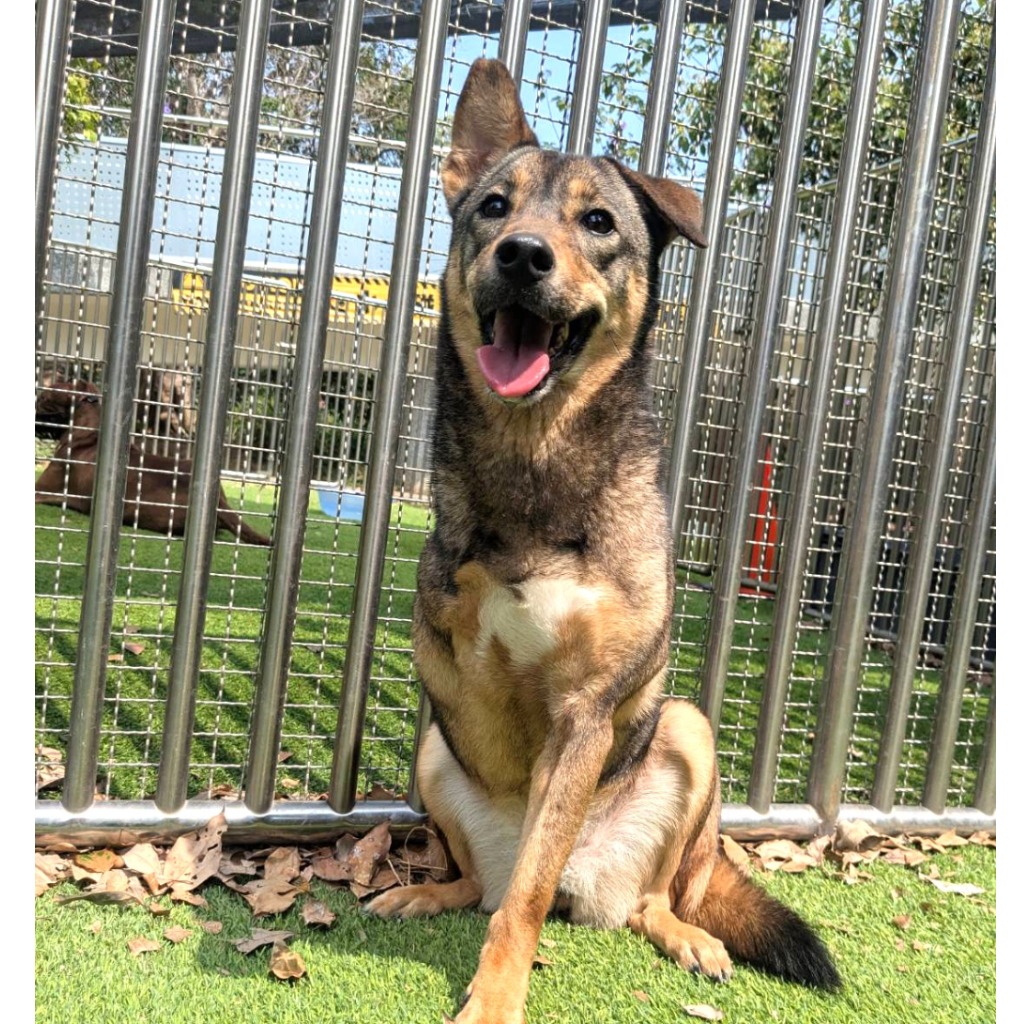 新竹縣已領養狗 混種犬