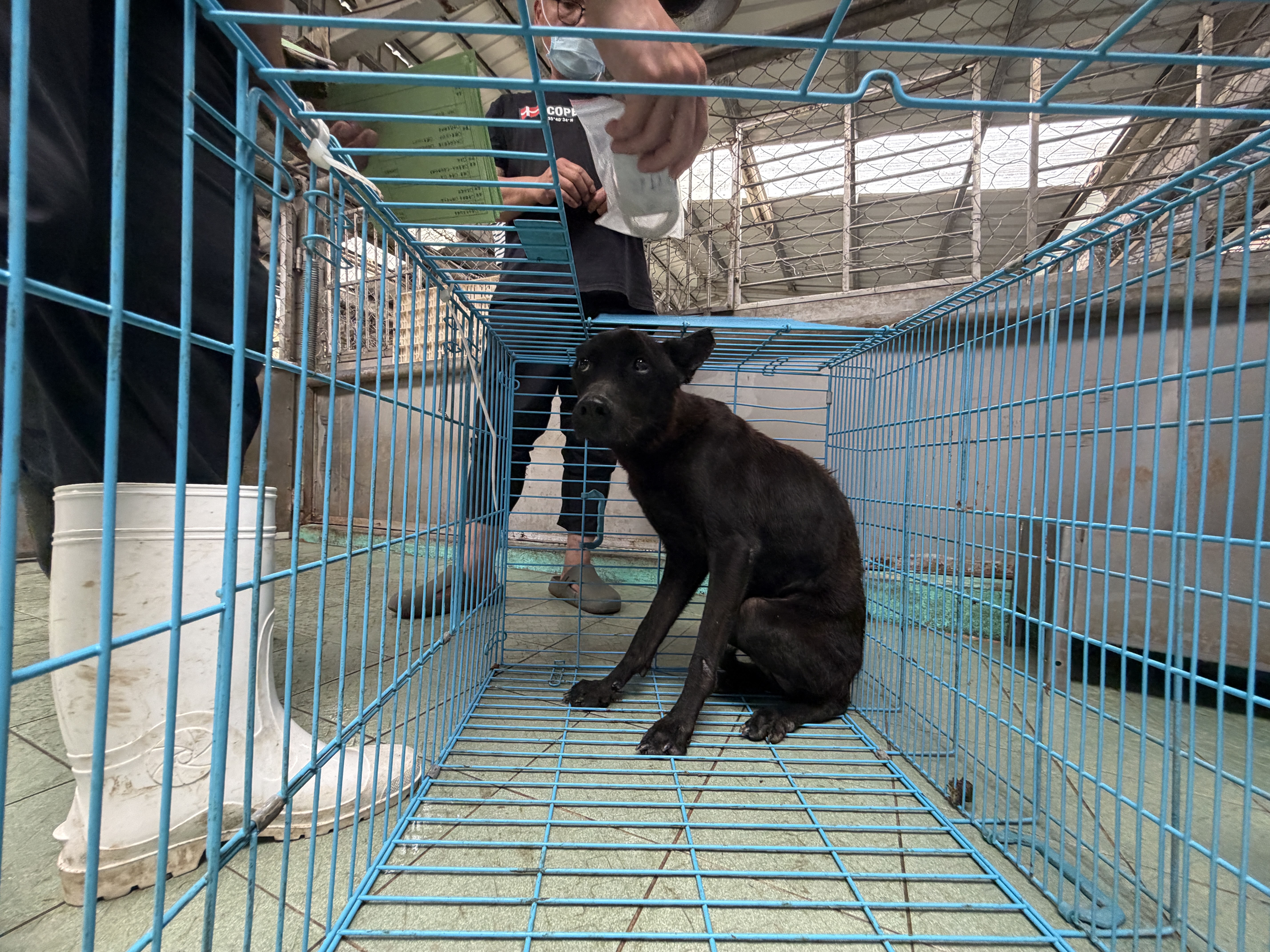 高雄市待認養狗｜混種犬｜黑色｜公