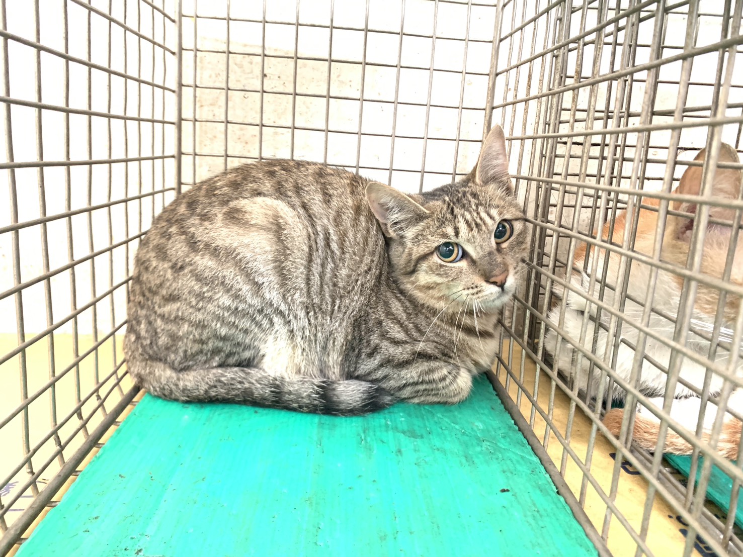 台北市待認養貓 混種貓