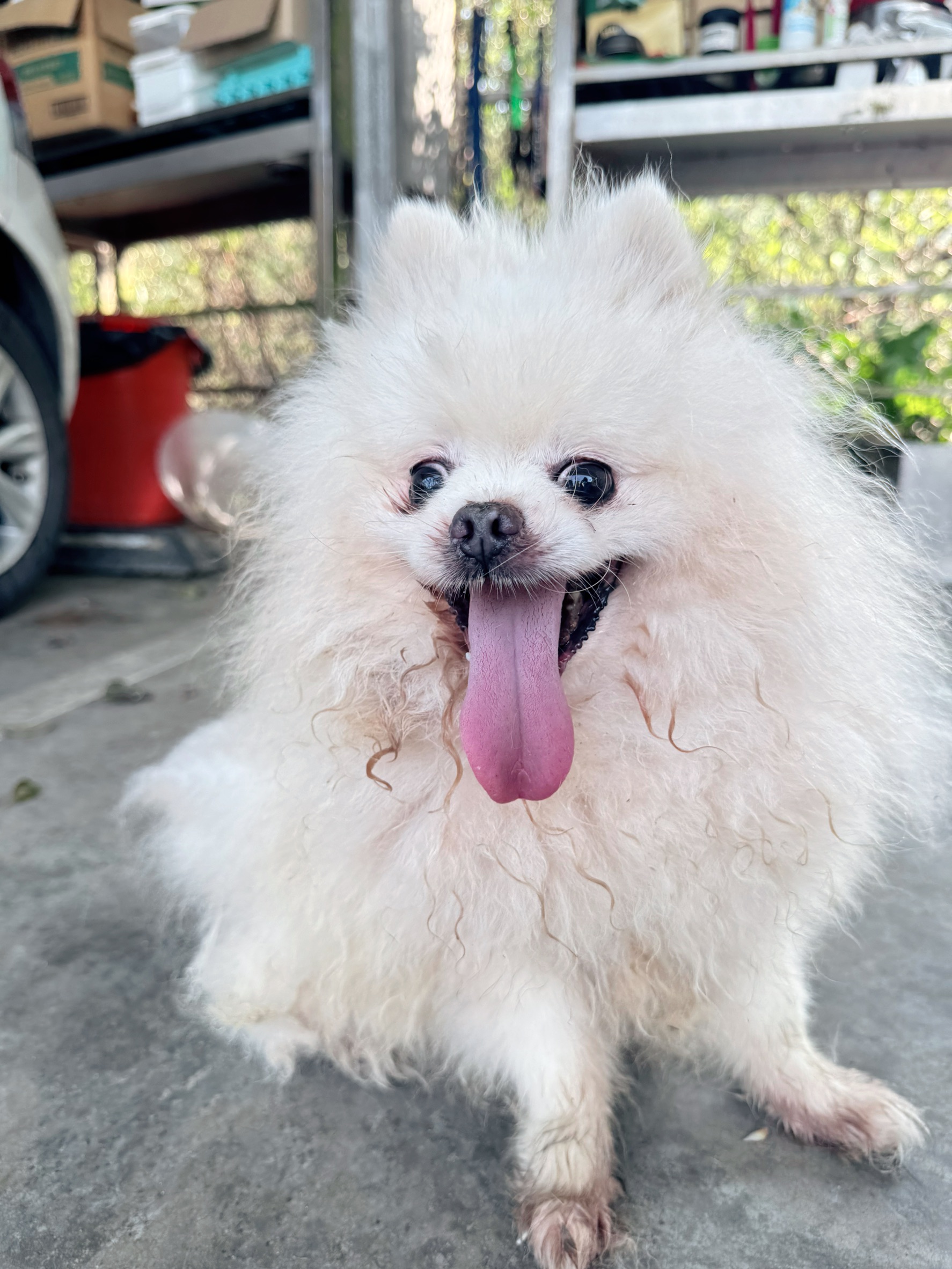 新北市待認養狗 博美犬