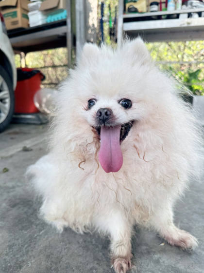 新北市待認養狗｜博美犬｜白色｜公