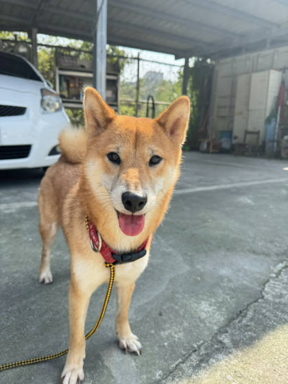 新北市待認養狗｜柴犬｜黃色｜母