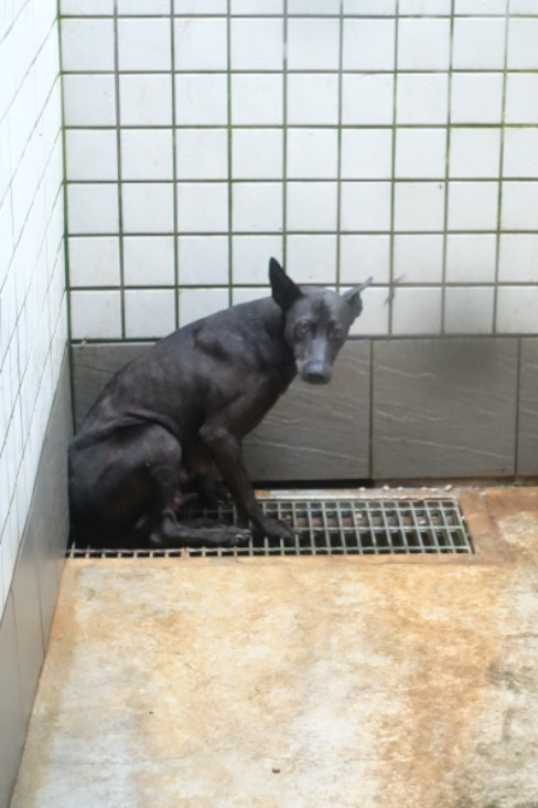 宜蘭縣待認養狗 混種犬
