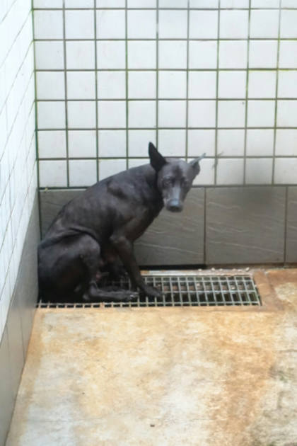 宜蘭縣待認養狗｜混種犬｜黑色｜母