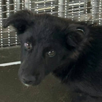 澎湖縣待認養狗｜混種犬｜黑色｜公
