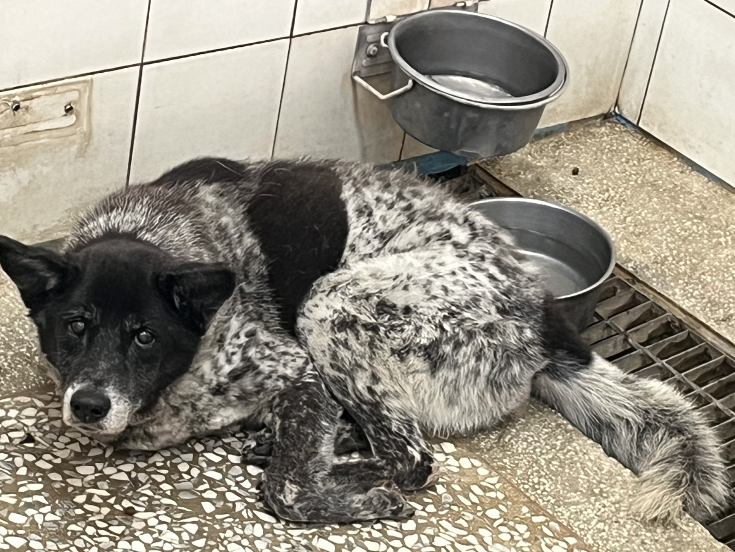 高雄市待認養狗 混種犬