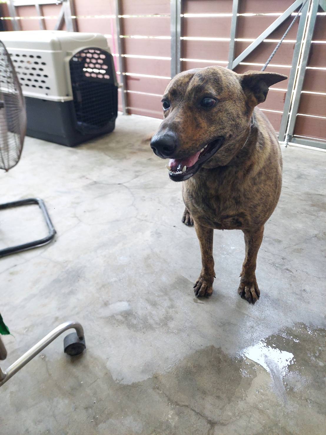 新北市待認養狗 混種犬