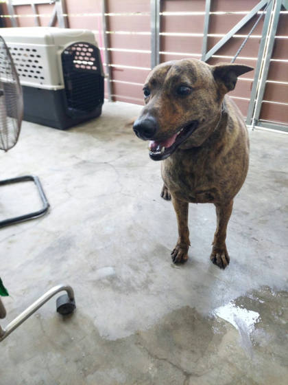 新北市待認養狗｜混種犬｜虎斑色｜公