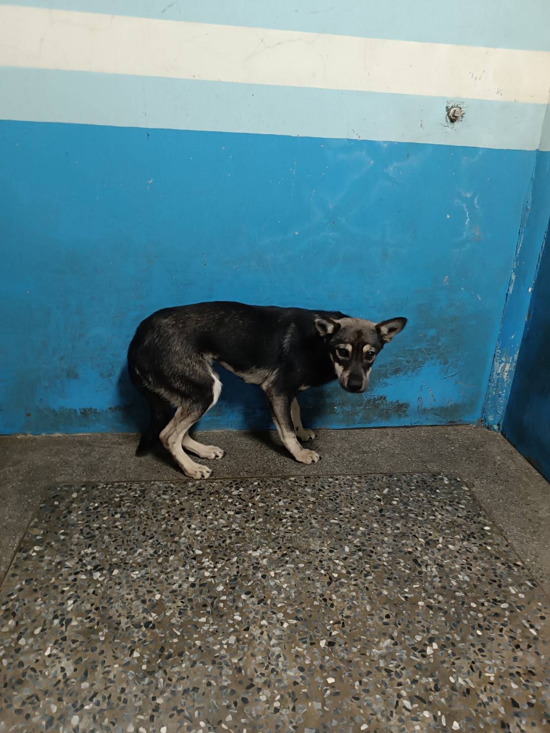 苗栗縣待認養狗 混種犬