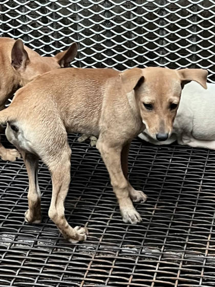 彰化縣待認養狗｜混種犬｜黃色｜母