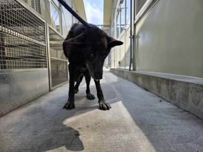 台北市待認養狗｜混種犬｜黑色｜母