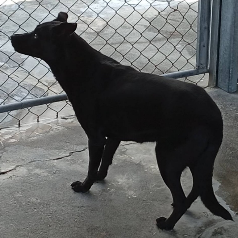 雲林縣已領養狗 混種犬