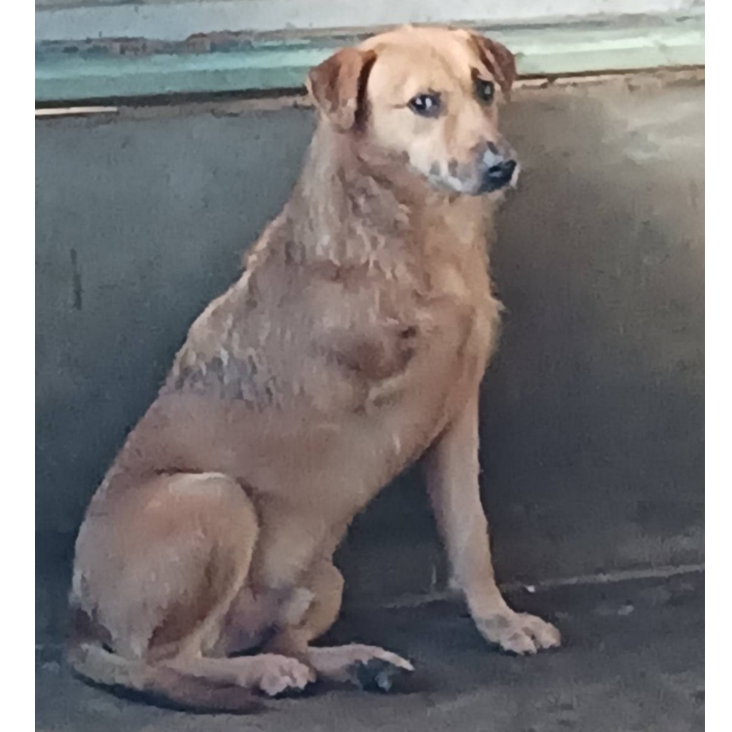 雲林縣已領養狗 混種犬