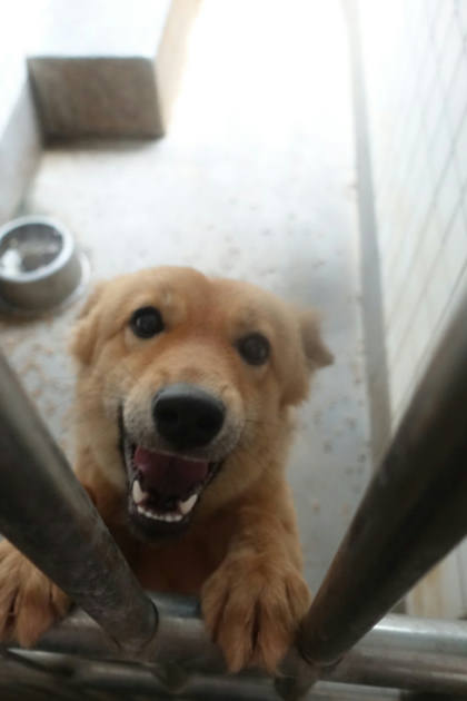 宜蘭縣待認養狗｜混種犬｜黃色｜母