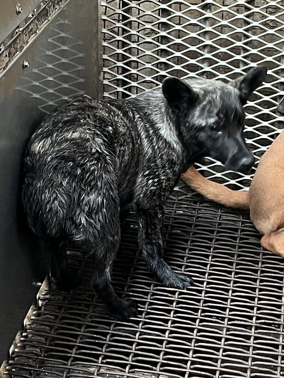 彰化縣待認養狗 混種犬