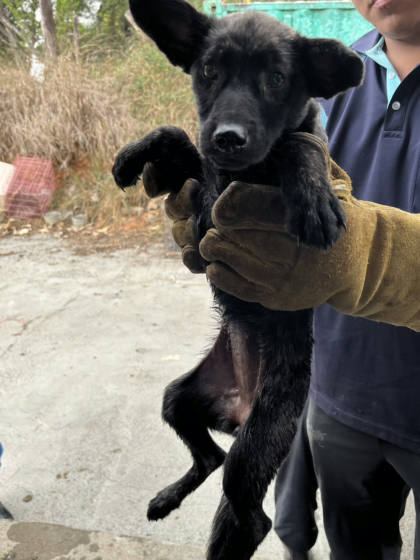 彰化縣待認養狗｜混種犬｜黑虎斑色｜母