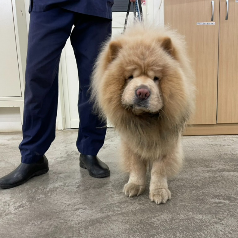 台北市待認養狗 鬆獅犬