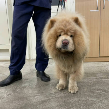 台北市待認養狗｜鬆獅犬｜白色｜公