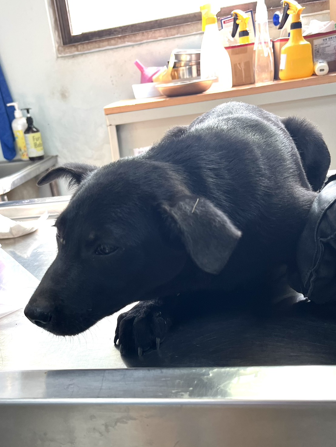 彰化縣待認養狗 混種犬