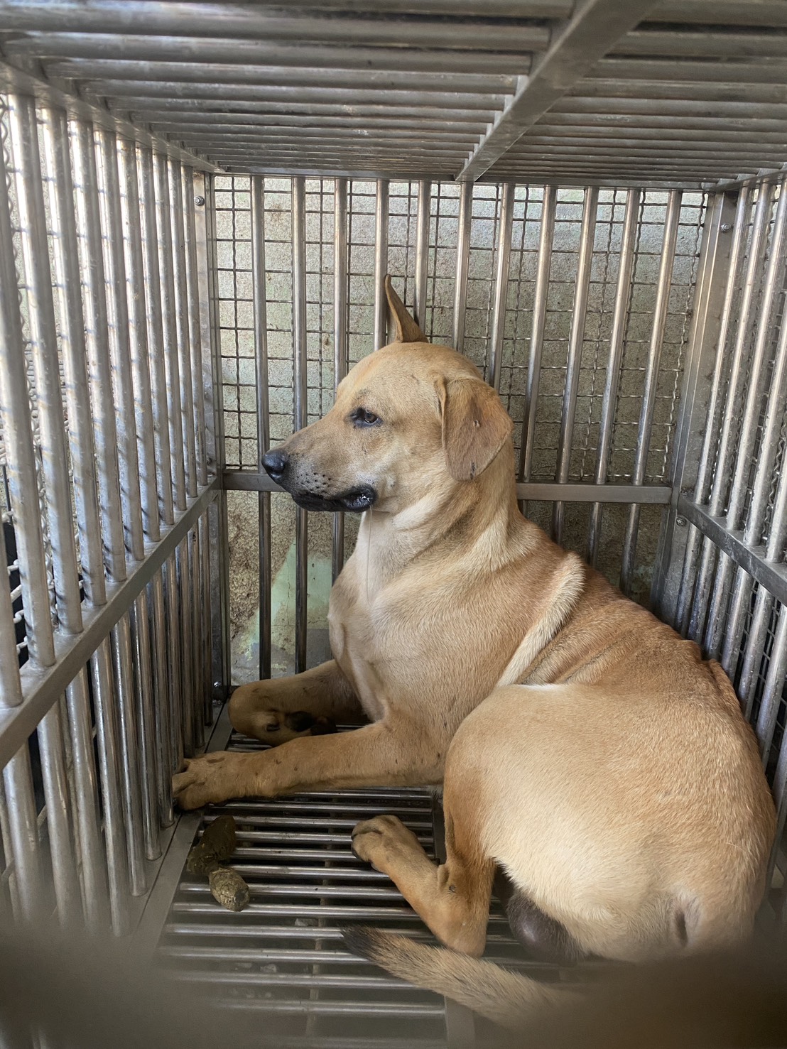 台南市待認養狗 混種犬