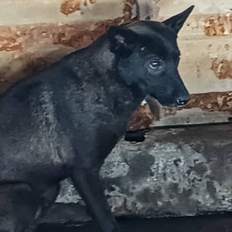 雲林縣已領養狗 混種犬