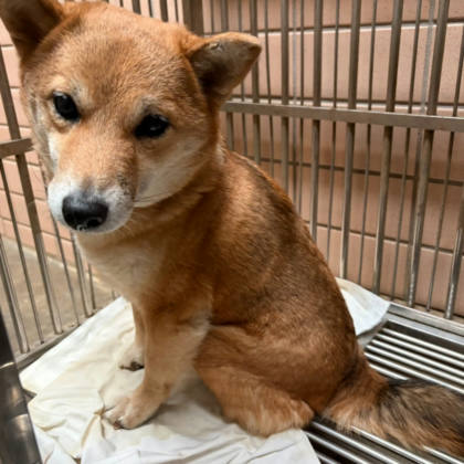 新北市待認養狗｜柴犬｜棕色｜母