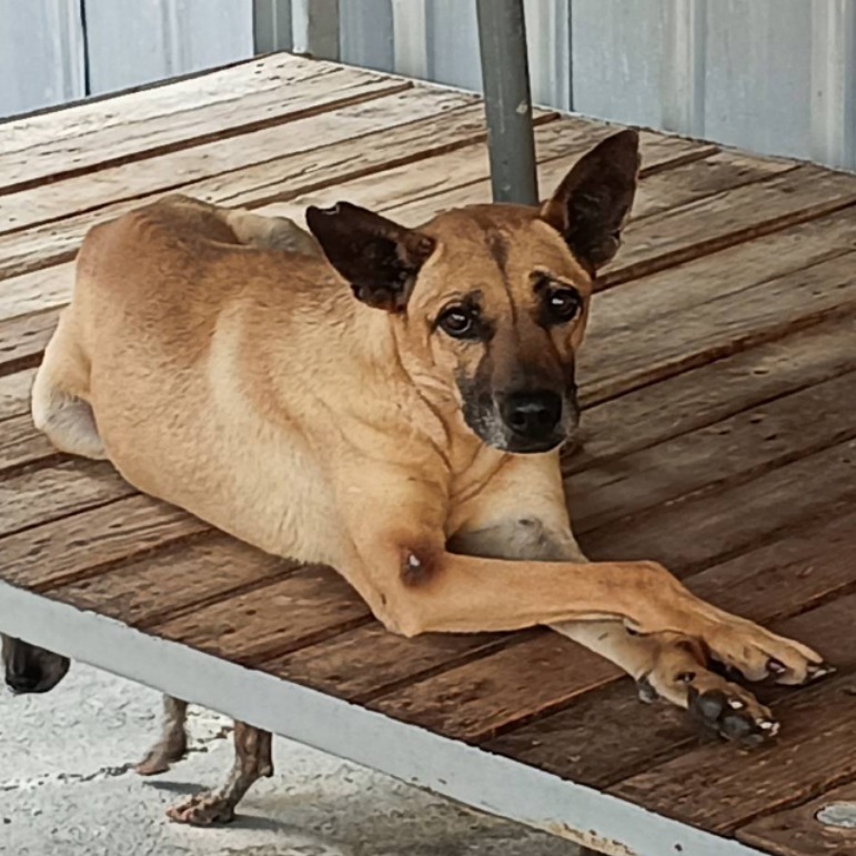 雲林縣已領養狗 混種犬