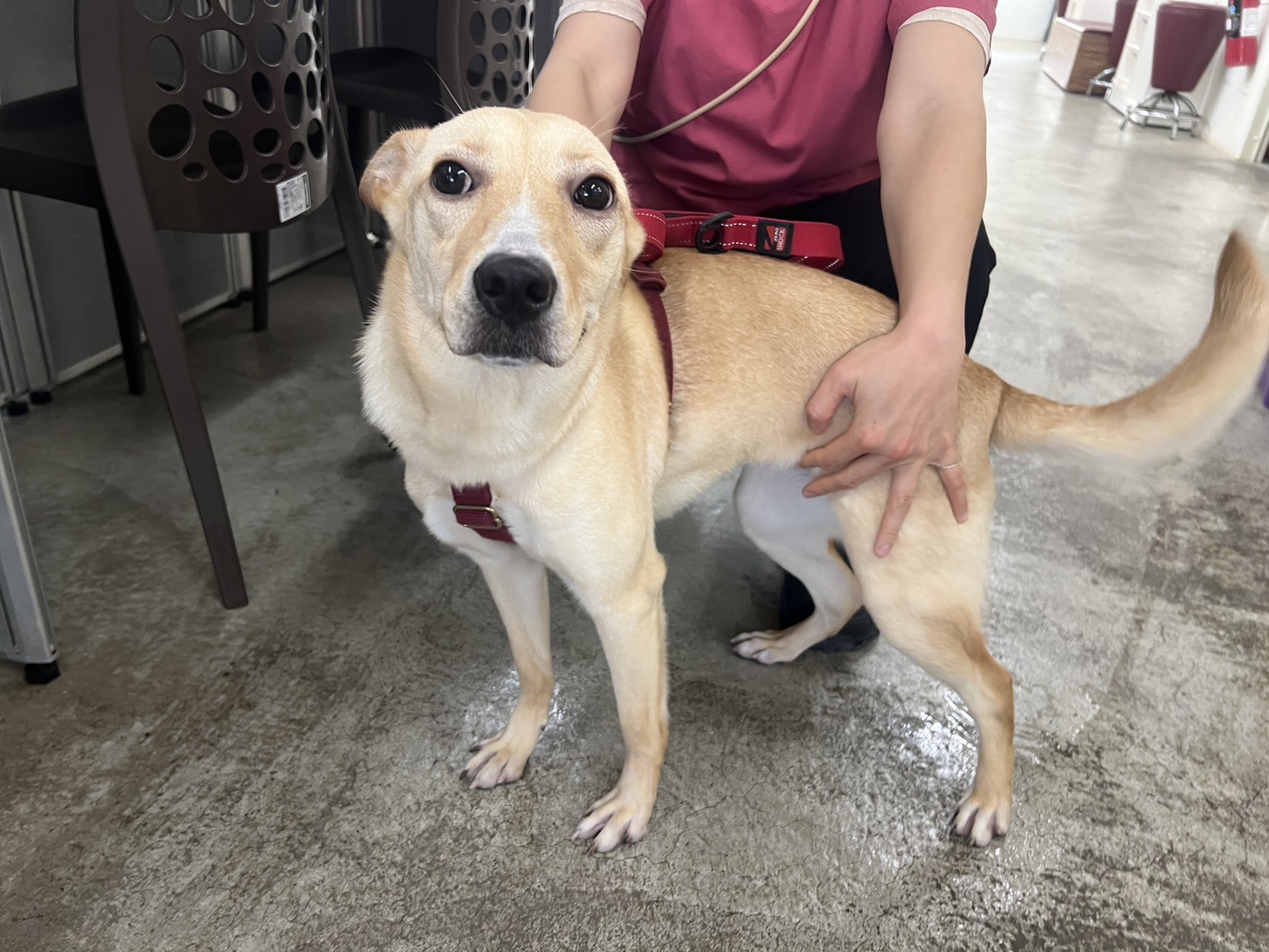 台北市待認養狗 混種犬