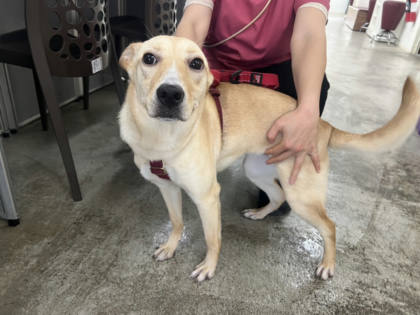 台北市待認養狗｜混種犬｜黃色｜母