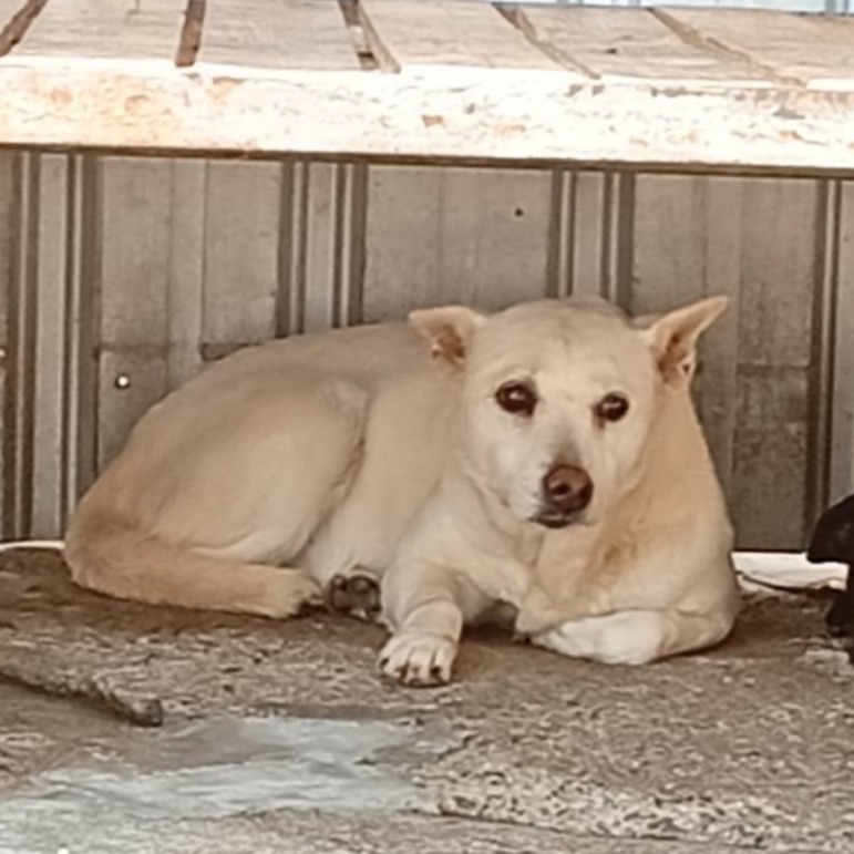 雲林縣已領養狗 混種犬