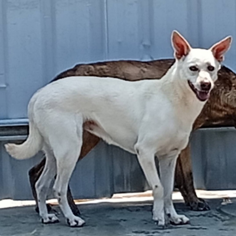 雲林縣已領養狗 混種犬