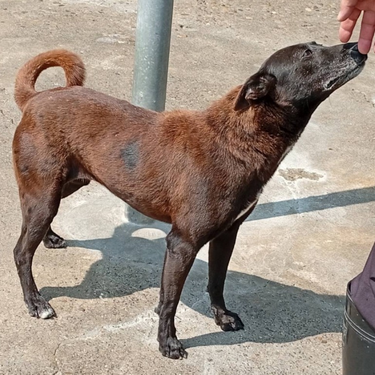雲林縣已領養狗 混種犬