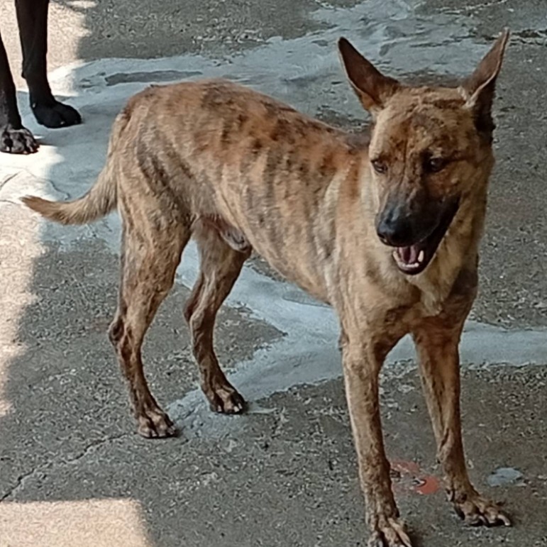 雲林縣已領養狗 混種犬