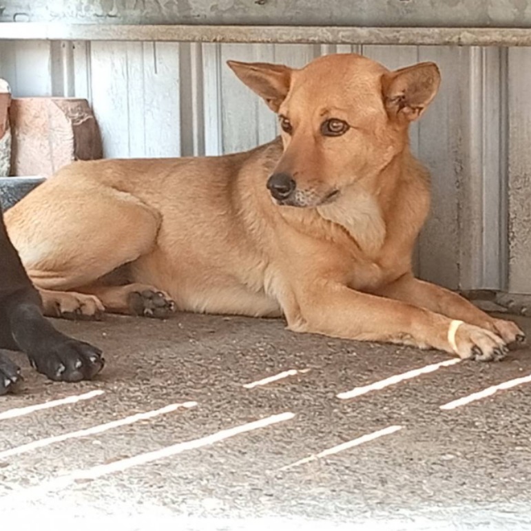 雲林縣已領養狗 混種犬