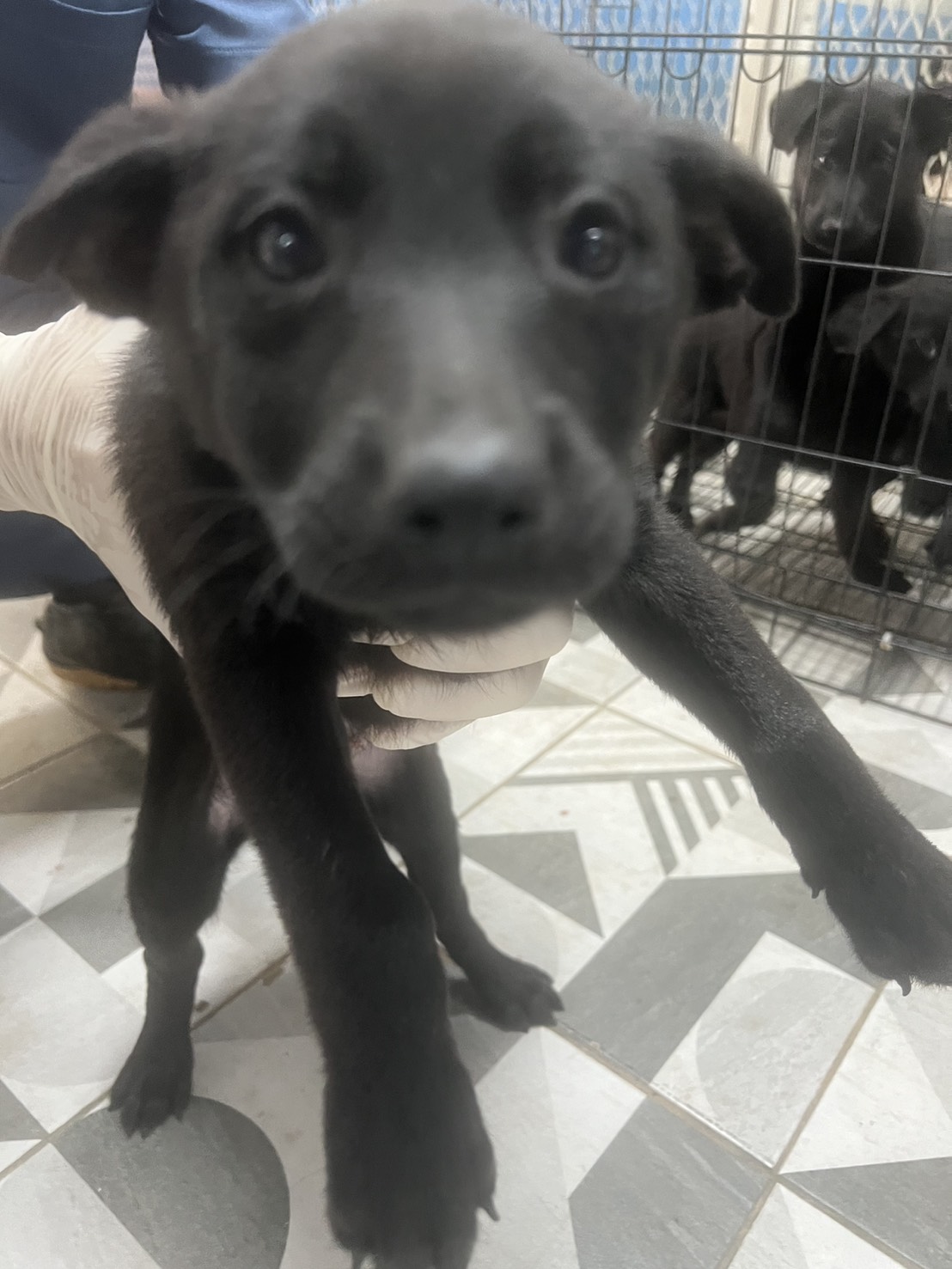苗栗縣待認養狗 混種犬